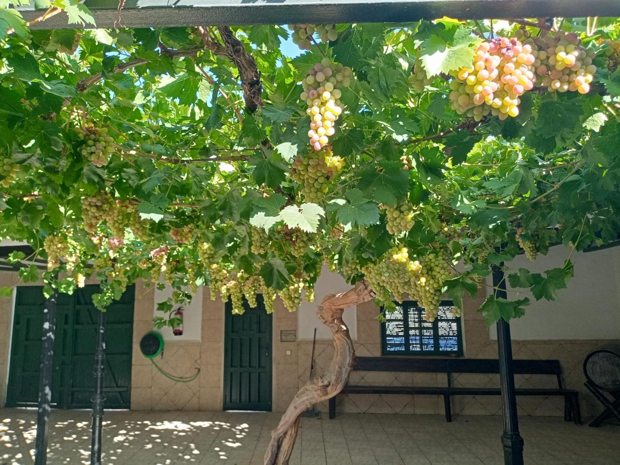 Casa Rural La Del Alba Seria Argamasilla de Alba エクステリア 写真